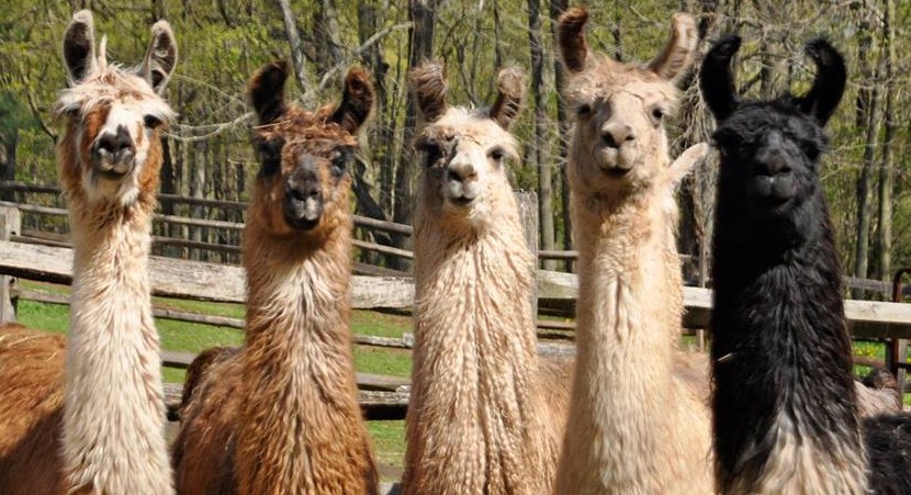 alpacas